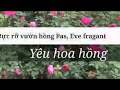 Ngắm vườn hồng Eve Fragant  nở rực rỡ những ngày cuối xuân