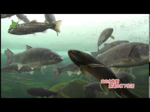 おんねゆ温泉 北の大地の水族館山の水族館