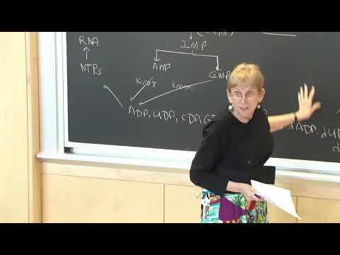 35. Nucleotide Metabolism 2 thumbnail