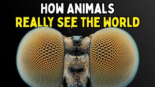 Why Evolution Engineered Eyes That See Worlds We Can’t