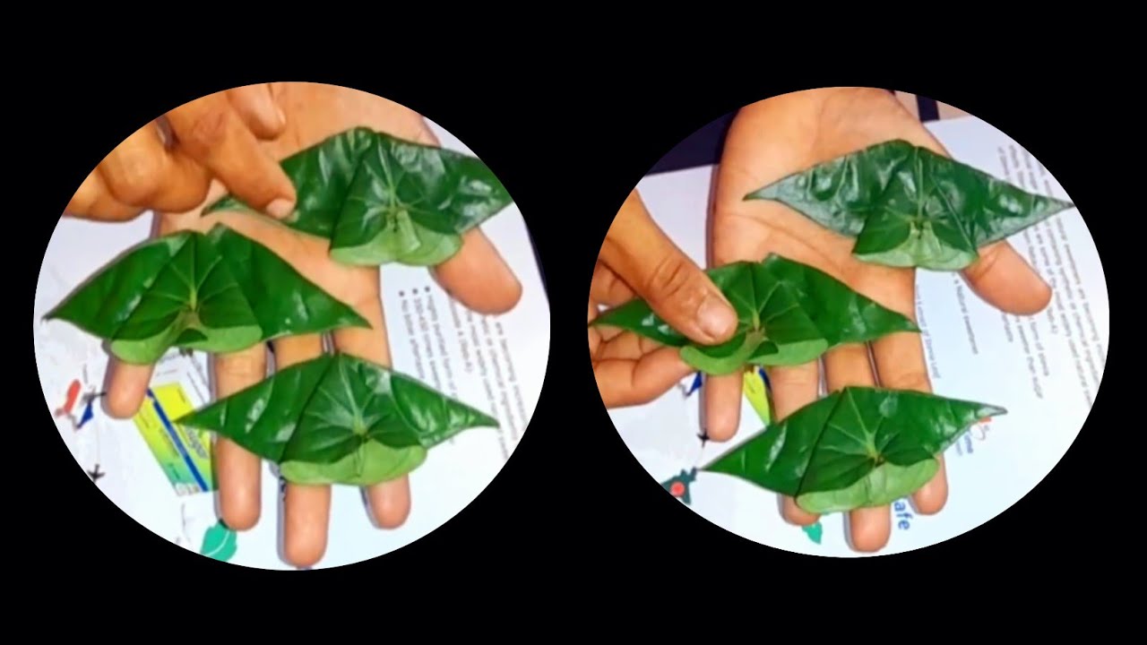 Betel leaf | Paan Pataa Butterfly | Biyer Totto Design | Festival Decoration Ideas |Betal Leaf Craft