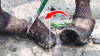 真过瘾！四个蹄子铲掉半米长，蹄壳掉渣脚底白【农村张卜】