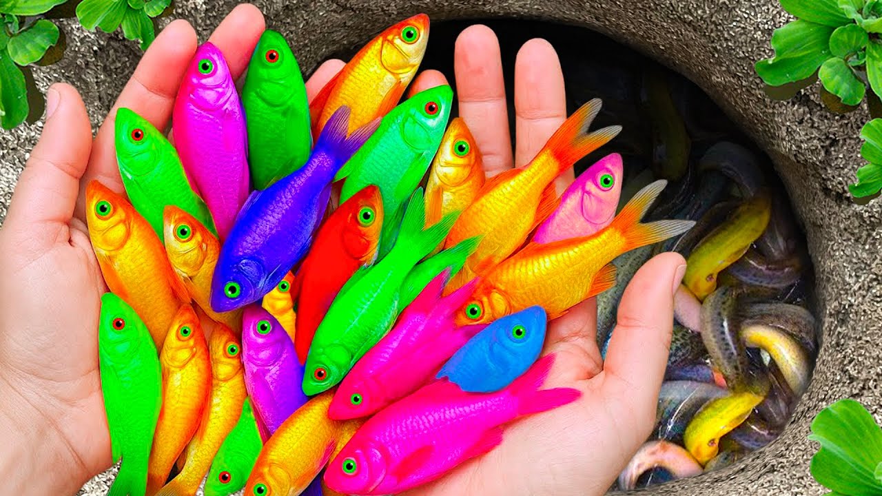 Невероятный улов: разноцветные аквариумные рыбки в маленьком пруду, рыбки-карандаши, стеклянные р...