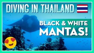 😍 Diving in Thailand 🐟🐠 Best Diving in Thailand ✅ Episode #32 - black Manta