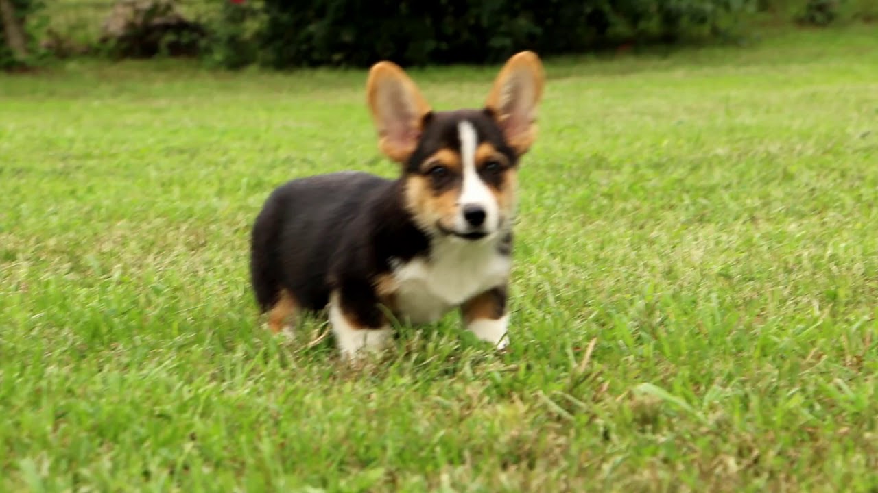 multi colored corgi