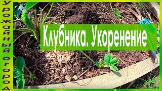 КАК УКОРЕНЯТЬ УСЫ КЛУБНИКИ И СРОКИ ПЕРЕСАДКИ !!(Дата съемки 25.07.2016 г.Московская область В этом видео я расскажу и покажу как можно укорени..., 2016-07-26T13:51:07.000Z)