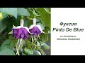 Фуксия Pinto De Blue. Обзор сорта