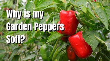 Why is my Garden Peppers Soft? - The Walled Nursery
