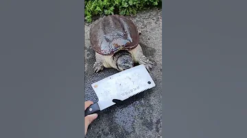 The Steel Knife Tested The Crocodile Turtle And It Was Too Hard To Bite It Directly Viralvideo 