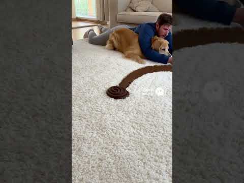 عندما يخرج روبوت المكنسة الكهربائية عن السيطرة جولدن ريتريفر 