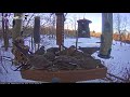 Mourning Doves Leave No Room On The Feeder Platform – Jan 3, 2017 Mourning Doves Leave No Room On The Feeder Platform – Jan 3, 2017