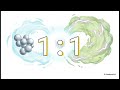 CLASS 8th Curiosity Ch- 8 Video Notes | New NCERT | Elements, Compounds, and Mixtures