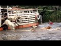 Como é Feito o Desembarque de Gado na Região Norte