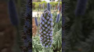 #trending#short#video#NICE FLOWERS