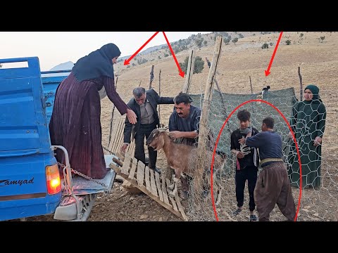 Mirza Ali And Pari Propose To Mahan To Go On A Date The Return Of The Sheep