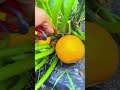 Tips For Cutting Fresh Fruit Easily Smartfarming Gardeningtips Organicfarming Tips For Cutting Fresh Fruit Easily Smartfarming Gardeningtips Organicfarming