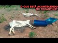 PORQUE VACAS ESTÃO SENDO ENCONTRADAS MORTAS NO TOCANTINS?