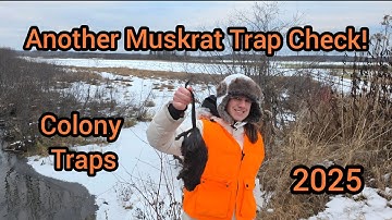 Another Muskrat Trap Check!
