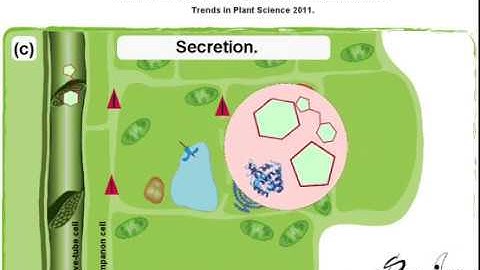 Nectar: Generation, regulation, and ecological functions