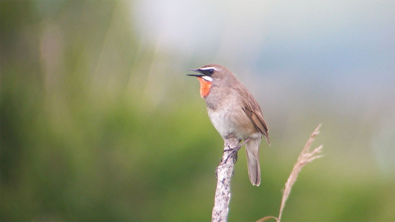 野鳥動画フィールドノート ノゴマカテゴリのエントリ