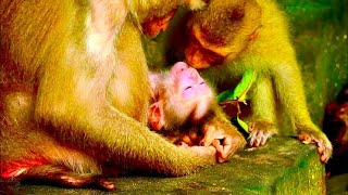 Congratulation Really Happy With New Brother Rainbow Want Kissing brother Monkey