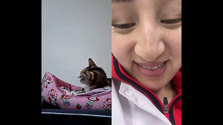 Watch the video about #funny #cat #animals #pets #funnyanimals #cats #duet #munchkinfold #cute #catshorts