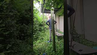 Cleaning An Extremely Overgrown Terrace