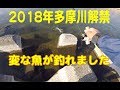 ２０１８年多摩川解禁日にこんな魚が.fishing in Tamagawa,Tokyo, Japan