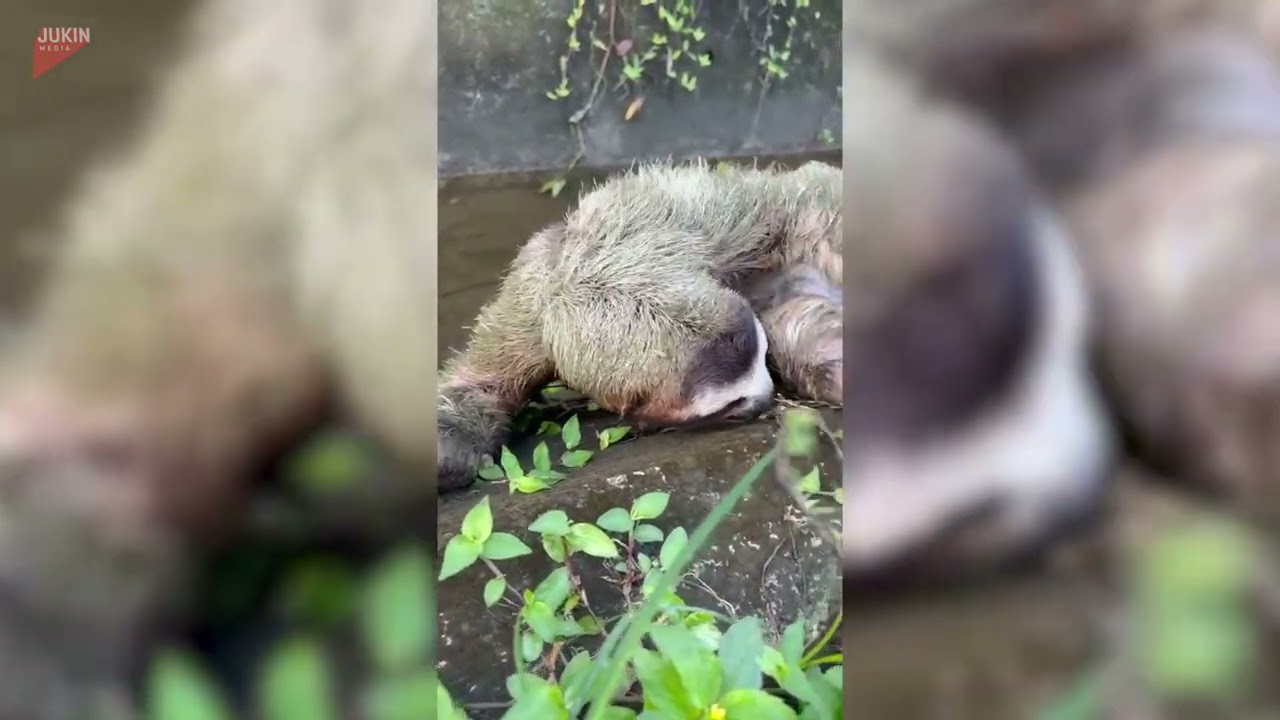 Sloth Slowly Climbs Along Side of Canal - 1855268