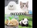 どの動物が好き? #可愛い #動物 #犬 #猫 #癒し