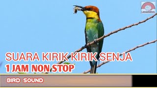 Suara Burung Kirik Kirik Senja, masteran burung 1 Jam Nonstop.