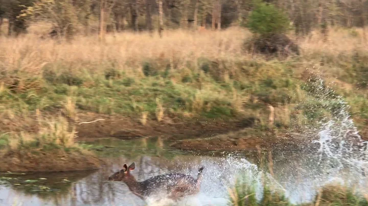 Tigress Madhuri kill attempt at Tadoba