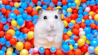 🌈 Hamster Escapes the Rainbow Maze [OBSTACLE COURSE] 🐹 Hamster Maze with Traps Best Compilation