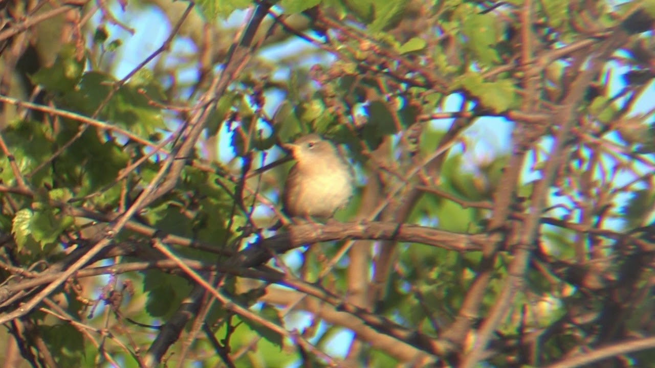 House Wren singing & preening 