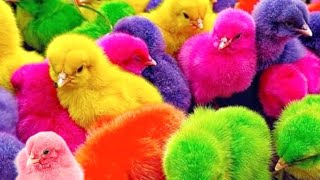 Catch Cute Chickens, Colorful Chickens, Rainbow Chicken, Rabbits, Cute Cats, Ducks, Animals Cute249