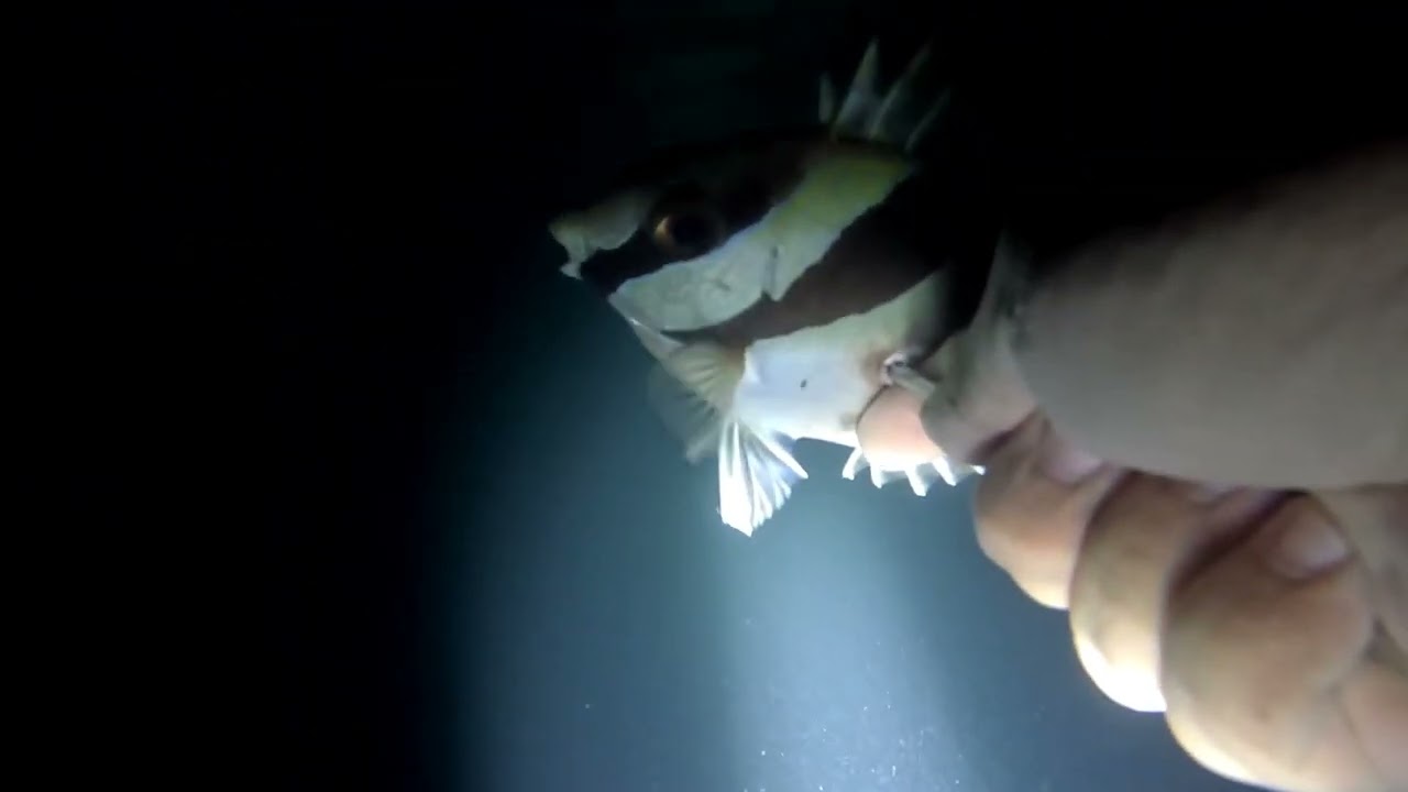 FIRST DIVE SA 2026! | SALAMAT MAY PANG ULAM NARIN!🙏 