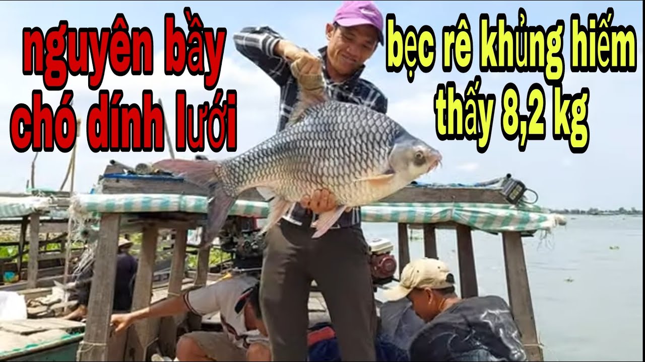 Phát Cuồng Với Bầy Chó Đâm Lưới , Bẹc Rê Khổng Lồ Nào Giờ Hiếm Thấy ...