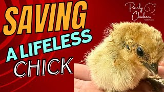 Saving a Lifeless Chick