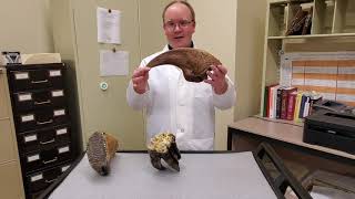 Elkhart County History: Megafauna
