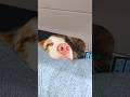 ハウスから顔を出してソファーの背もたれにあごをのせる愛犬が可愛い💕【オーストラリアンシェパード】#shorts