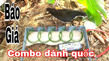 Báo giá com bo bẫy chim quốc cực chất lượng