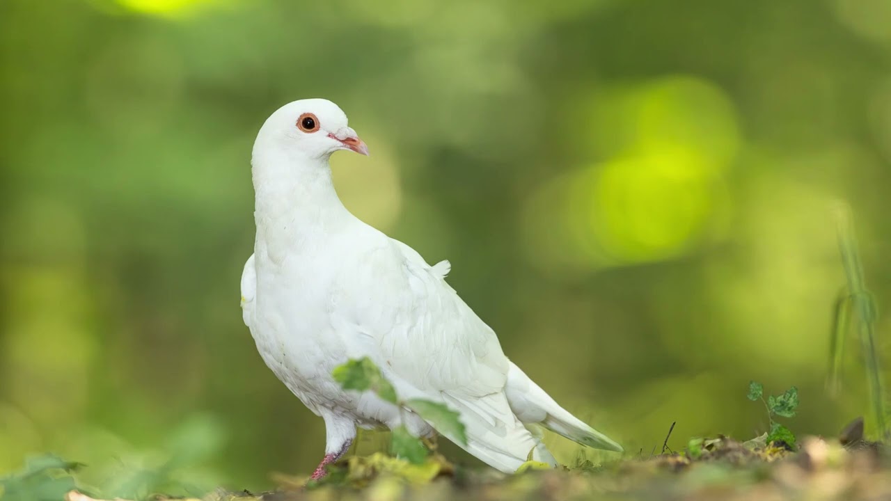 Elaris- ❤️ Pro holoubky s láskou ❤️🕊️ –Emotivní akustický folk duet/ Emotional Acoustic Folk Duet