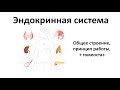 3.1 Эндокринная часть I (8 класс) - биология, подготовка к ЕГЭ и ОГЭ 2019