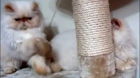 Video 118661: flame point himalayan persian, lynx point himalayan, playful himalayan persian, himalayan cat