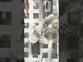 Raz 13" Set of 3 Iced White Pinecone Christmas Tree Pick F4641813