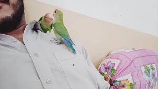 Beautiful Peace face Lovebirds screenshot 4