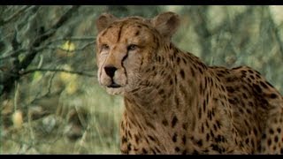 Cheetah 3D Model by NoneCG