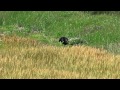 4K 麦畑のキジ