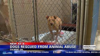 These dogs were rescued from suspected animal abuser in Colbert County