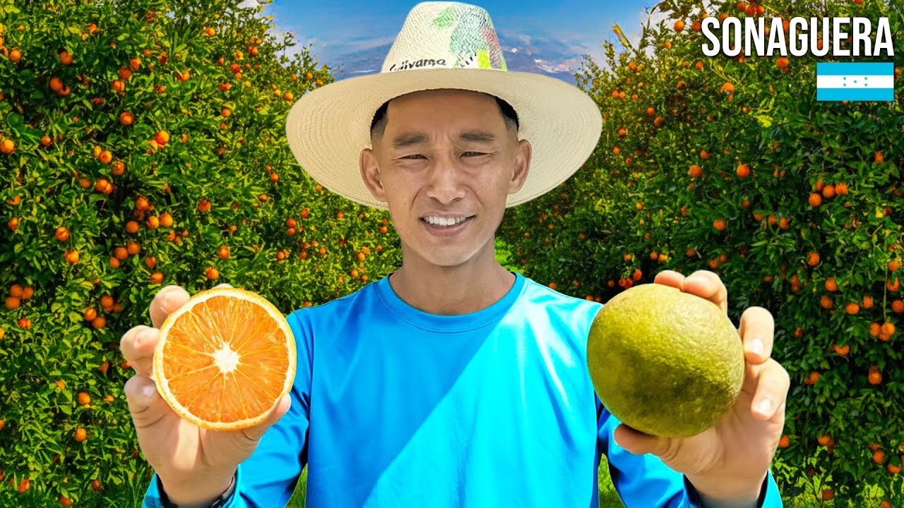Sonaguera, la capital de naranjas en Honduras 🍊🇭🇳